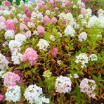 Hortenzia metlinatá (Hydrangea paniculata) ‘LIVING PINK & ROSE’® by LIVING CREATIONS® - výška 50-70 cm, kont. C2L